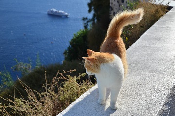 ヴァレッタ発 ネコの楽園マルタ島 猫スポット巡り マルタ島のおすすめ海外オプショナルツアー かもめツアー Eかも